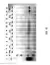 Fig. 26 - Compositions and methods for high efficiency in vivo genome editing
