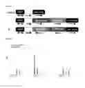 Fig. 04 - Method for preparing triacylglycerol high-productivity algae