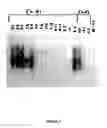 Fig. 06 - Synthesis of long-chain polyunsaturated fatty acids by recombinant cell