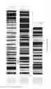 Fig. 13 - Synthesis of long-chain polyunsaturated fatty acids by recombinant cell