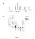 Fig. 14 - Synthesis of long-chain polyunsaturated fatty acids by recombinant cell