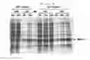 Fig. 05 - MICROORGANISM PRODUCING O-PHOSPHOSERINE AND METHOD OF PRODUCING L-CYSTEINE OR DERIVATIVES THEREOF FROM O-PHOSPHOSERINE USING THE SAME