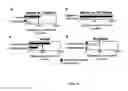 Fig. 06 - Diagnostic for Sepsis