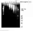 Fig. 25 - Device and methods for epigenetic analysis