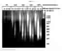 Fig. 26 - Device and methods for epigenetic analysis