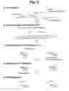 Fig. 03 - Detection of target nucleic acid sequences by PTO cleavage and extension assay