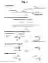 Fig. 05 - Detection of target nucleic acid sequences by PTO cleavage and extension assay