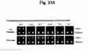 Fig. 25 - Detection of target nucleic acid sequences by PTO cleavage and extension assay