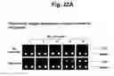 Fig. 27 - Detection of target nucleic acid sequences by PTO cleavage and extension assay