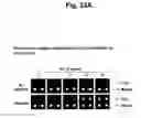 Fig. 29 - Detection of target nucleic acid sequences by PTO cleavage and extension assay