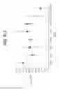 Fig. 27 - METHODS AND MATERIALS FOR IDENTIFYING THE ORIGIN OF A CARCINOMA OF UNKNOWN PRIMARY ORIGIN