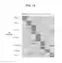 Fig. 31 - METHODS AND MATERIALS FOR IDENTIFYING THE ORIGIN OF A CARCINOMA OF UNKNOWN PRIMARY ORIGIN