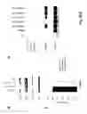 Fig. 08 - Methods for treating cancer resistant to ErbB therapeutics