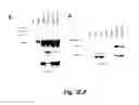 Fig. 09 - Methods for treating cancer resistant to ErbB therapeutics