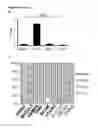 Fig. 07 - Methods and Compositions for Assessing Patients with Non-small Cell Lung Cancer