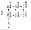 Fig. 09 - Grading of breast cancer