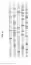 Fig. 02 - Digital sequence analysis of DNA methylation