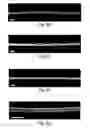 Fig. 14 - Controlled growth of nanoscale wires