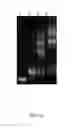 Fig. 20 - Scaffold Data Storage and Target Detection in a Sample Using a Nanopore