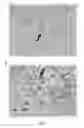 Fig. 04 - Direct immunohistochemistry assay