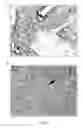 Fig. 10 - Direct immunohistochemistry assay