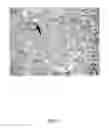 Fig. 12 - Direct immunohistochemistry assay