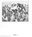 Fig. 13 - Direct immunohistochemistry assay