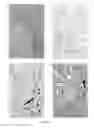 Fig. 15 - Direct immunohistochemistry assay