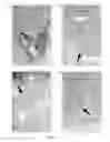 Fig. 16 - Direct immunohistochemistry assay
