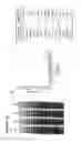 Fig. 20 - PROTEOMIC SAMPLE PREPARATION USING PARAMAGNETIC BEADS
