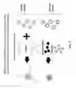 Fig. 12 - Microfluidic System and Method for Real-Time Measurement of Antibody-Antigen Binding and Analyte Detection