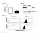 Fig. 02 - Identification of novel diagnostics and therapeutics by modulating RhoH