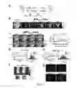 Fig. 04 - Methods and systems of assessing tissue vascular permeability using non-labeled dextran