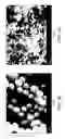 Fig. 04 - POLYMERIZED TONER MATERIAL COMPRISING SILICON (Si) NANOPARTICLES AND PROCESS FOR ITS PREPARATION