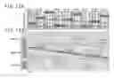 Fig. 12 - Display apparatus and touch detection apparatus using shift of detection operation for reduced detection time