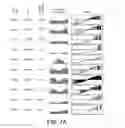 Fig. 16 - Virtual inference of protein activity by regulon enrichment analysis