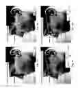 Fig. 25 - Image analysis for determining characteristics of pairs of individuals