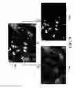 Fig. 10 - System and method for processing images using online tensor robust principal component analysis
