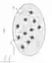 Fig. 06 - Magnetic plasmonic nanoparticle positioned on a magnetic plasmonic substrate