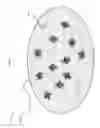 Fig. 06 - Magnetic plasmonic nanoparticle dimer
