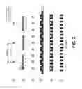 Fig. 03 - Ebeam three beam aperture array