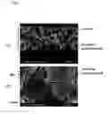 Fig. 04 - Conductive carbon, electrode material including said conductive carbon, and electrode using said electrode material