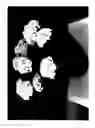 Fig. 02 - Hydrangea plant named 'Dicur'