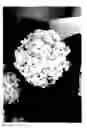 Fig. 04 - Hydrangea plant named 'Dicur'