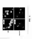 Fig. 06 - NOVEL GERM CELL ABLATION COMPOUNDS AND USES THEREOF