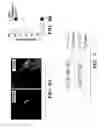 Fig. 10 - NOVEL GERM CELL ABLATION COMPOUNDS AND USES THEREOF