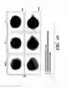 Fig. 13 - NOVEL GERM CELL ABLATION COMPOUNDS AND USES THEREOF