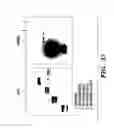 Fig. 37 - NOVEL GERM CELL ABLATION COMPOUNDS AND USES THEREOF