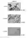 Fig. 13 - Ready-to-print cells and integrated devices