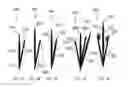 Fig. 03 - MULTI-LASHES WITH DIFFERENT DISTAL TIPS